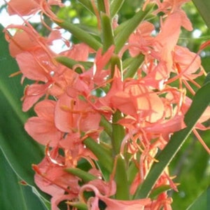 May include: Close-up of a cluster of pink ginger flowers with green stems and leaves. The flowers are delicate and have a soft, feathery texture.