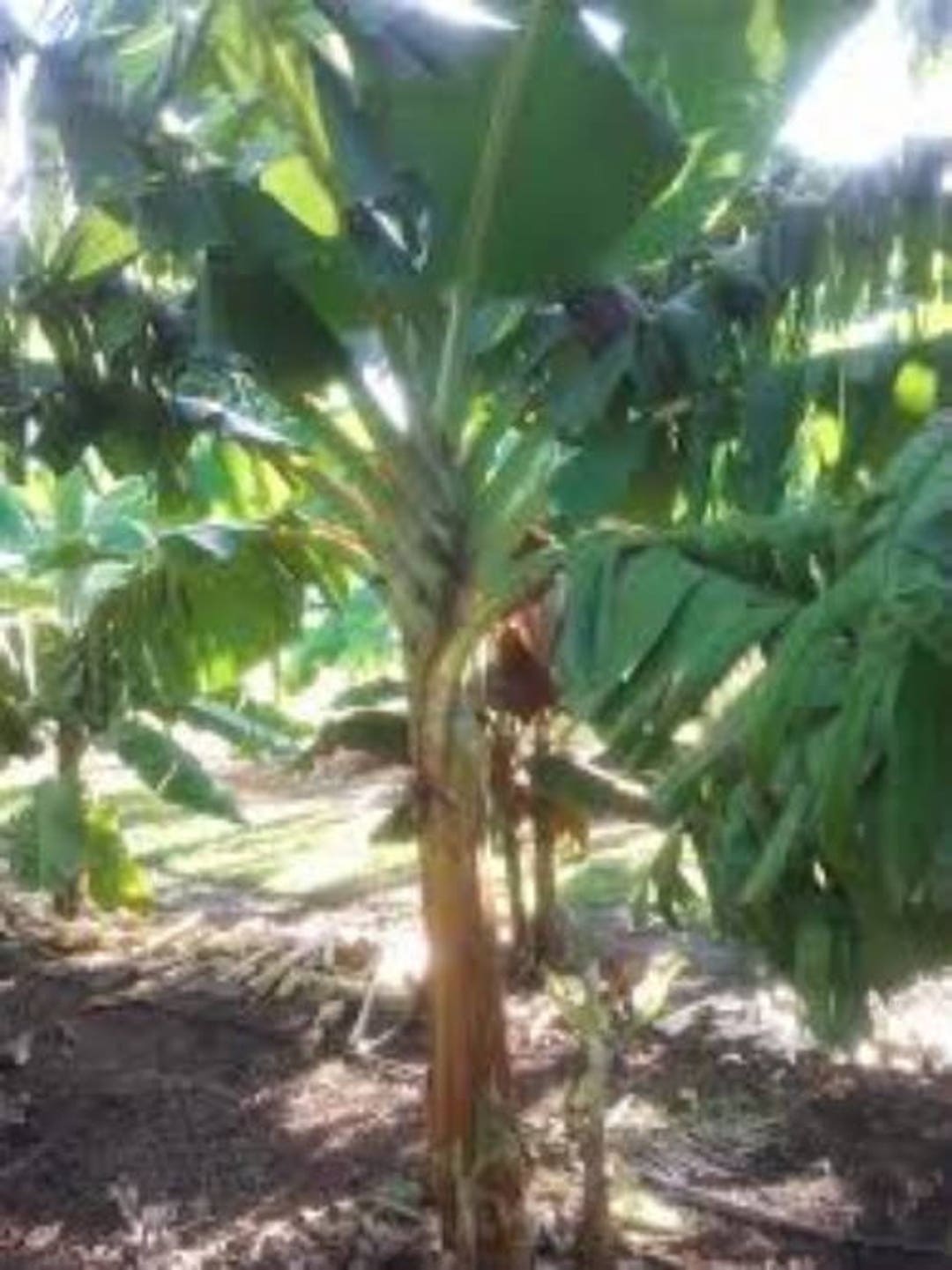 Plantation Plantain Saba Banana Tree 2448 Organic Plátano Quick Shade