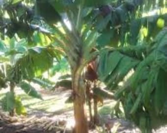 Plantation Plantain Saba Banana Tree rare heirloom fast shade get 20+ ft tall live tree with or w/o leaves tree grows from live root ball