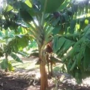 Plantation Plantain Saba Banana Tree easy transplant Food Quick shade gets 20 ft tall live tree pup 6-12&quot; tall with roots or live rootball *