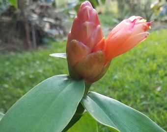 Orange Spiral Ginger Costus Scaber Spicatus Rhizome Hummingbird Pollinators Garden Bees Butterflies Indianhead Ginger cold hearty to zone 8