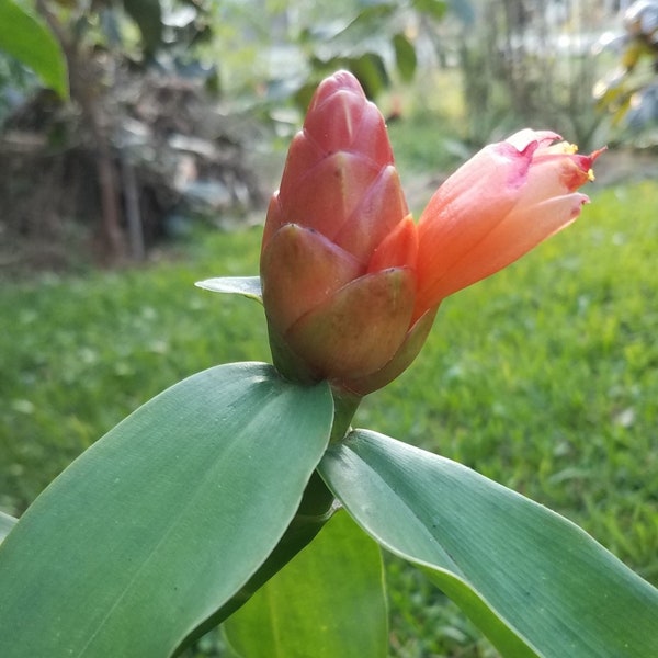 Naranja Espiral Jengibre Costus Scaber Spicatus Rizoma Colibrí Polinizadores Abejas de jardín Mariposas Indianhead Jengibre frío abundante a la zona 8