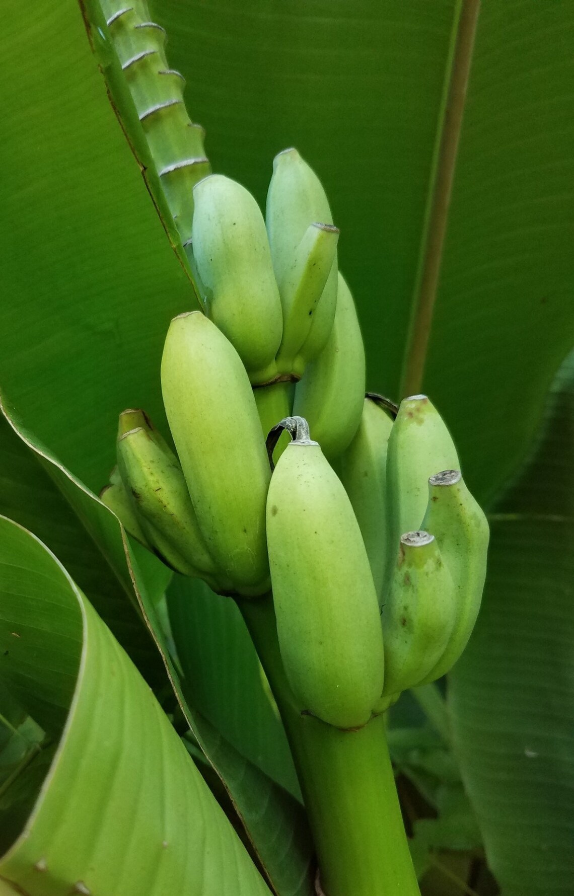 Apple Banana Tree Louisiana Heirloom Sweet Hardy Dessert Etsy
