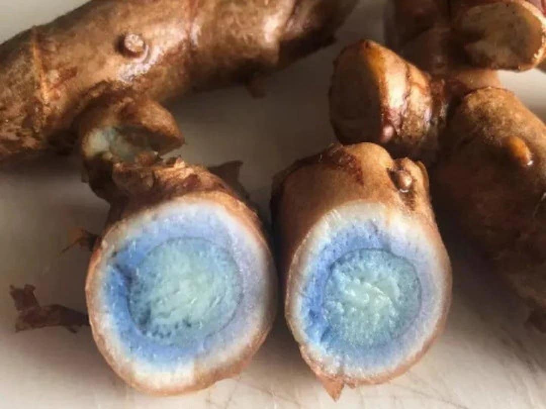 Black Turmeric Kali Haldi Curcuma Caesia Ginger Organic Rare in Pot Plant  Start Rhizome for Propagation Perennial Curcumin Herb Container - Etsy