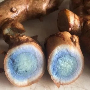 Può includere: Primo piano di due pezzi di radice di curcuma tagliati a metà, che rivelano un interno blu vibrante con un anello blu più chiaro attorno al centro. La buccia esterna è di colore marrone.