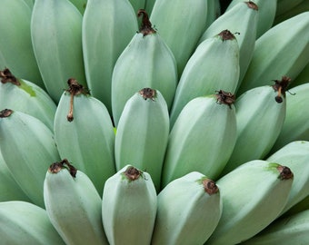 Blue Java Vanilla Ice Cream banana cold hearty to 20F wind resistant Musa Organic Tree 1-3ft zone 8–11 in ground 4–11 potted patio or inside