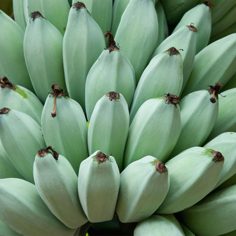 Musa ABB group MUSA BLUE JAVA ICE CREAM Banana Plant Phytosanitary Certificate Musa ABB group MUSA BLUE JAVA ICE CREAM Banana Plant Phytosanitary Certificate