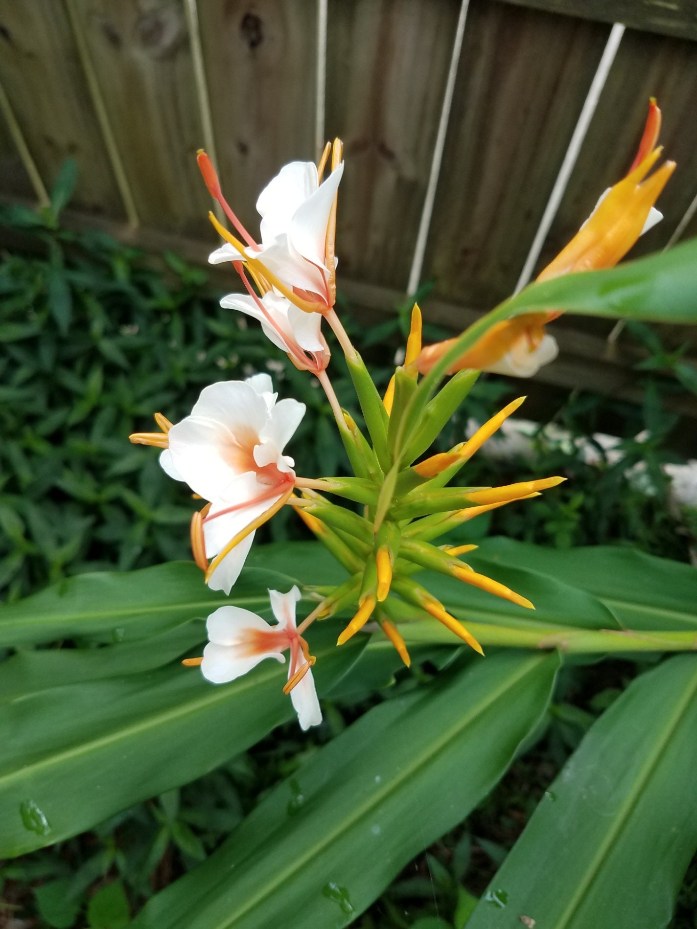 Butterfly Ginger Lily Hedychium Rare Ayo Hybrid Rhizome White Etsy