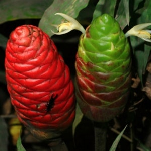 Red Pine Cone Shampoo Ginger Awapuhi Live Plant Start Organic Zingiber Zerumbet Rhizome Scented Hand Lotion Lanolin bees butterflies birds