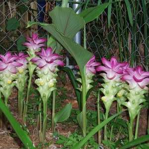 Curcuma Elata Hidden Lily Flower Striking Fuschia Ginger plant 1 live mature rhizome w/ roots image 3