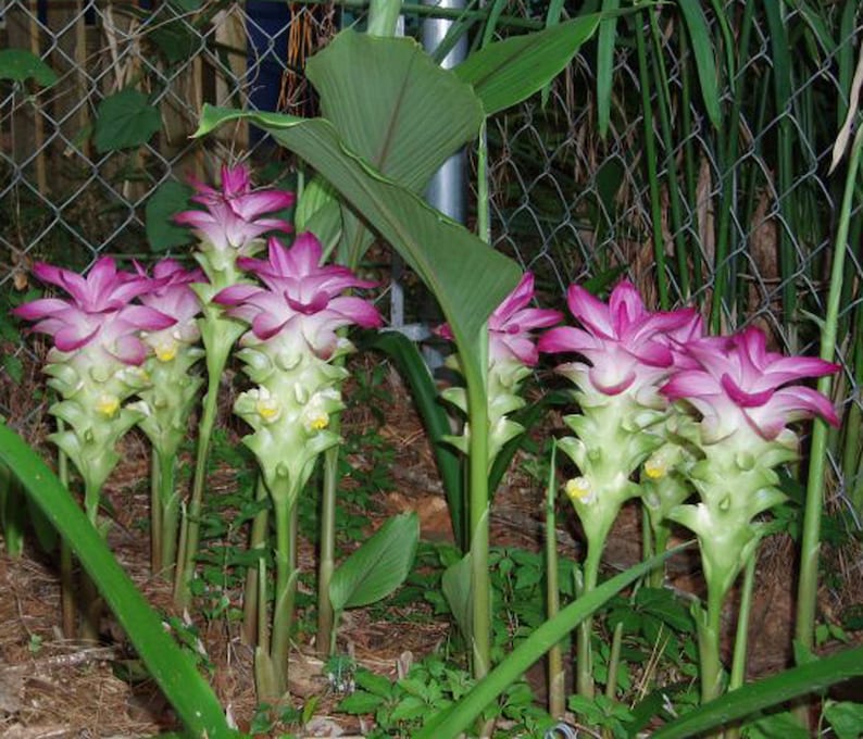 Curcuma Elata Hidden Lily Flower Striking Fuschia Ginger plant 1 live mature rhizome w/ roots image 3