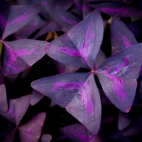 Purple Shamrock Oxalis Triangularis 10 Organic Bulbs White Flower zone 3-10 heat tolerant ornamental perennial Clover Container Garden