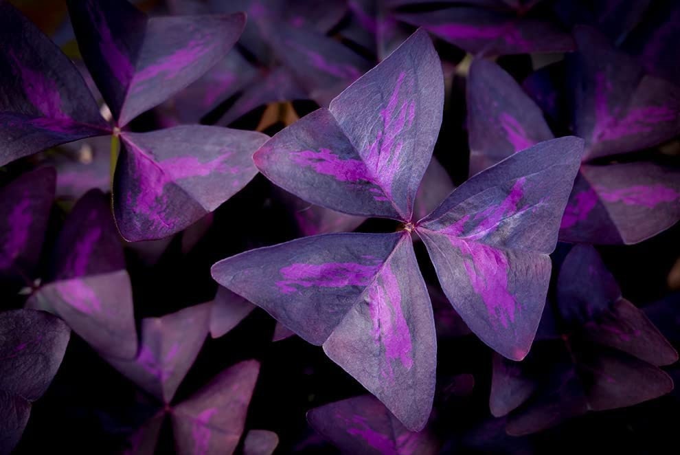 Purple Shamrock Oxalis Triangularis 10 Organic Bulbs White Flower zone 3-10 heat tolerant ornamental perennial Clover Container Garden