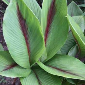 Curcuma Elata Hidden Lily Flower Striking Fuschia Ginger plant 1 live mature rhizome w/ roots image 4