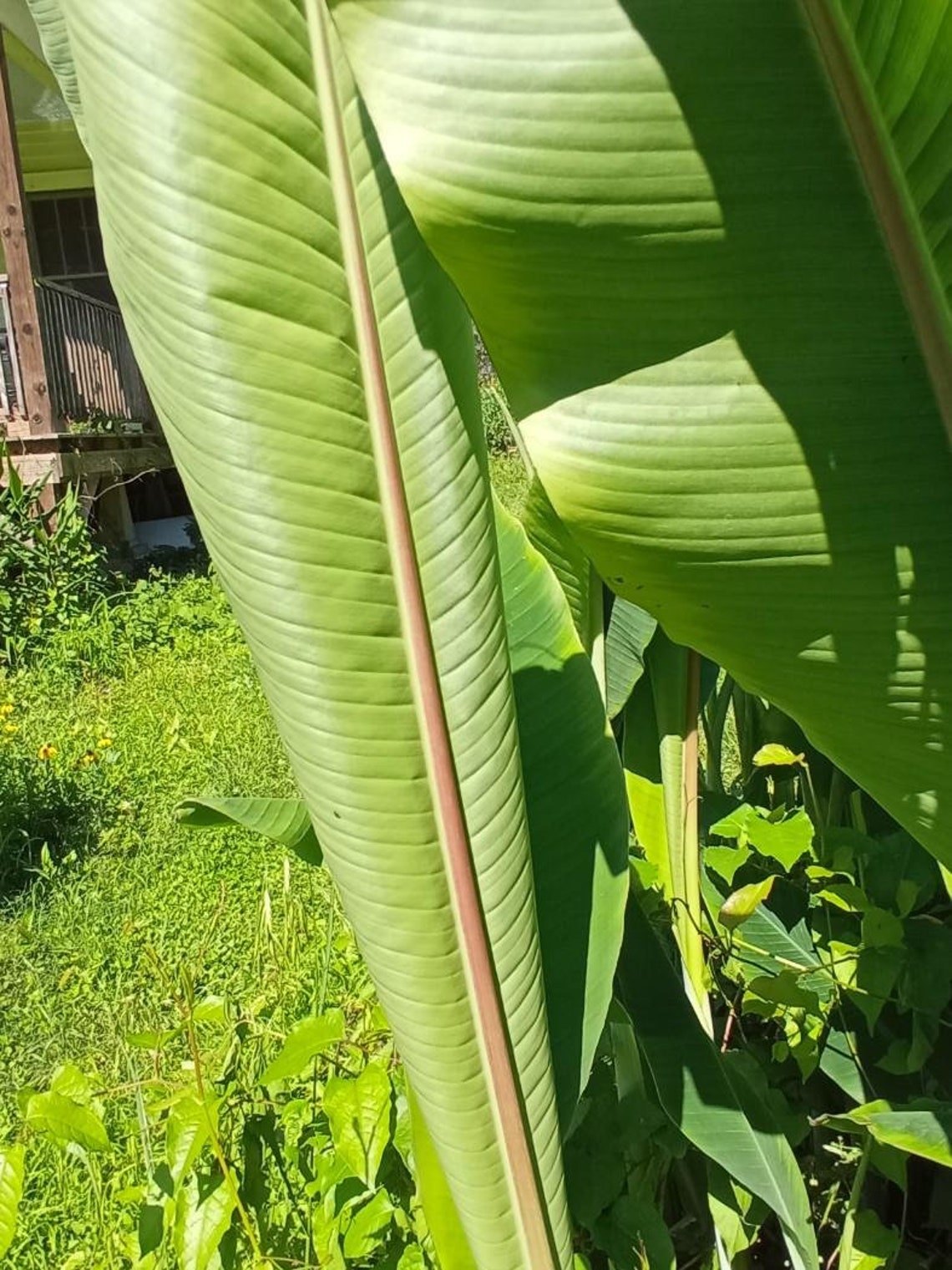Apple Banana Tree Louisiana Heirloom Sweet Hardy Dessert Etsy