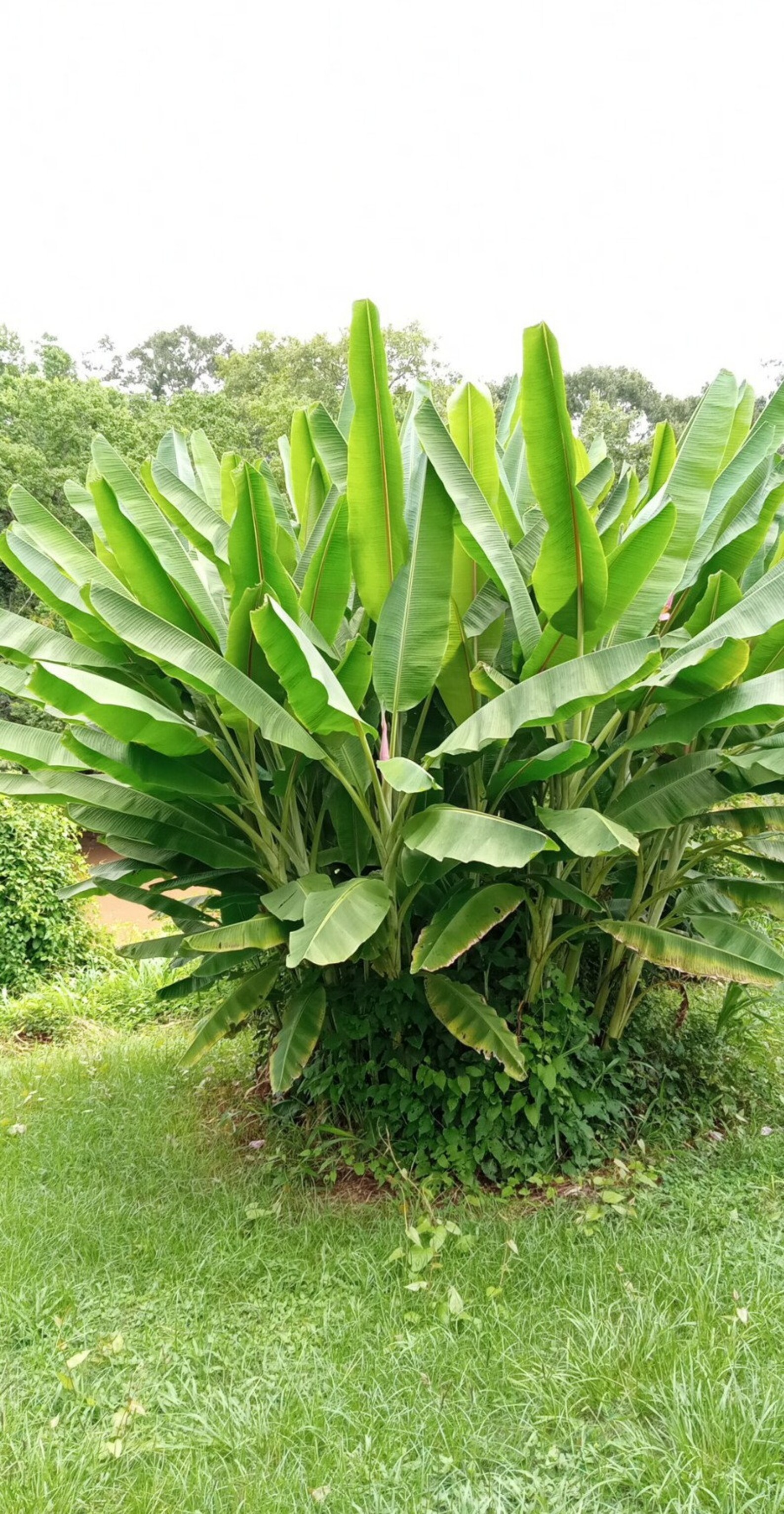 Apple Banana Tree Louisiana Heirloom Sweet Hardy Dessert Variety Fruit ...