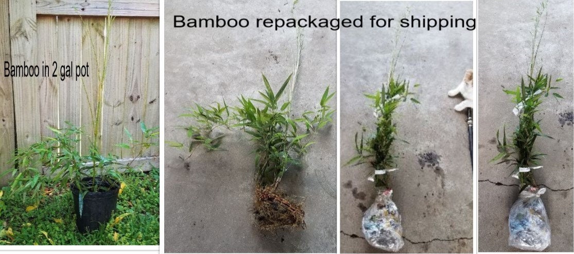 Temple Bamboo 2 Gallon (2'-3' Tall)