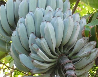 Musa Blue Java IceCream Variegated バナナ苗 Ice Cream Banana Plant - Musa - Blue Java Banana Plant