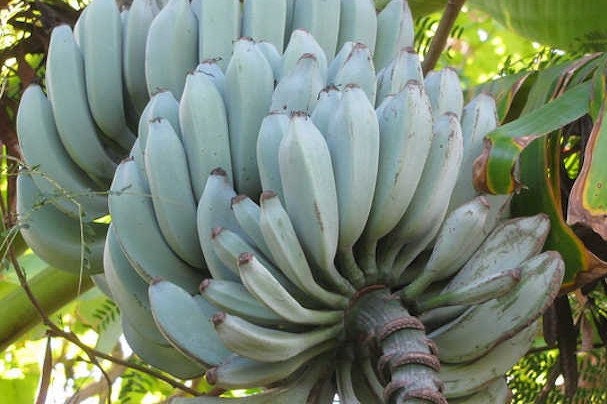 Musa Blue Java IceCream Variegated バナナ苗 XL Variegated Blue Java Ice Cream Banana Tree (musa sp