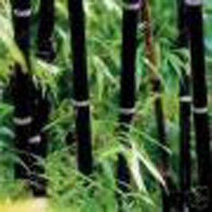 Black Bamboo Live plant 2-3 yr old plant 1848 canes Phyllostachys Nigra Hale var. Cold Hearty privacy screen free shipping image 3