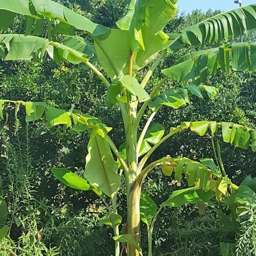 Blue Java Vanilla Ice Cream Banana Cold Hearty to 20F Wind Etsy Israel