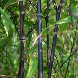 Black Bamboo Live plant 2-3 yr old plant 1848 canes Phyllostachys Nigra Hale var. Cold Hearty privacy screen free shipping image 2