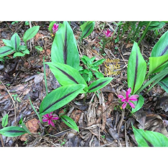 Black Turmeric Kali Haldi Curcuma Caesia Ginger Organic Rare in Pot Plant  Start Rhizome for Propagation Perennial Curcumin Herb Container - Etsy