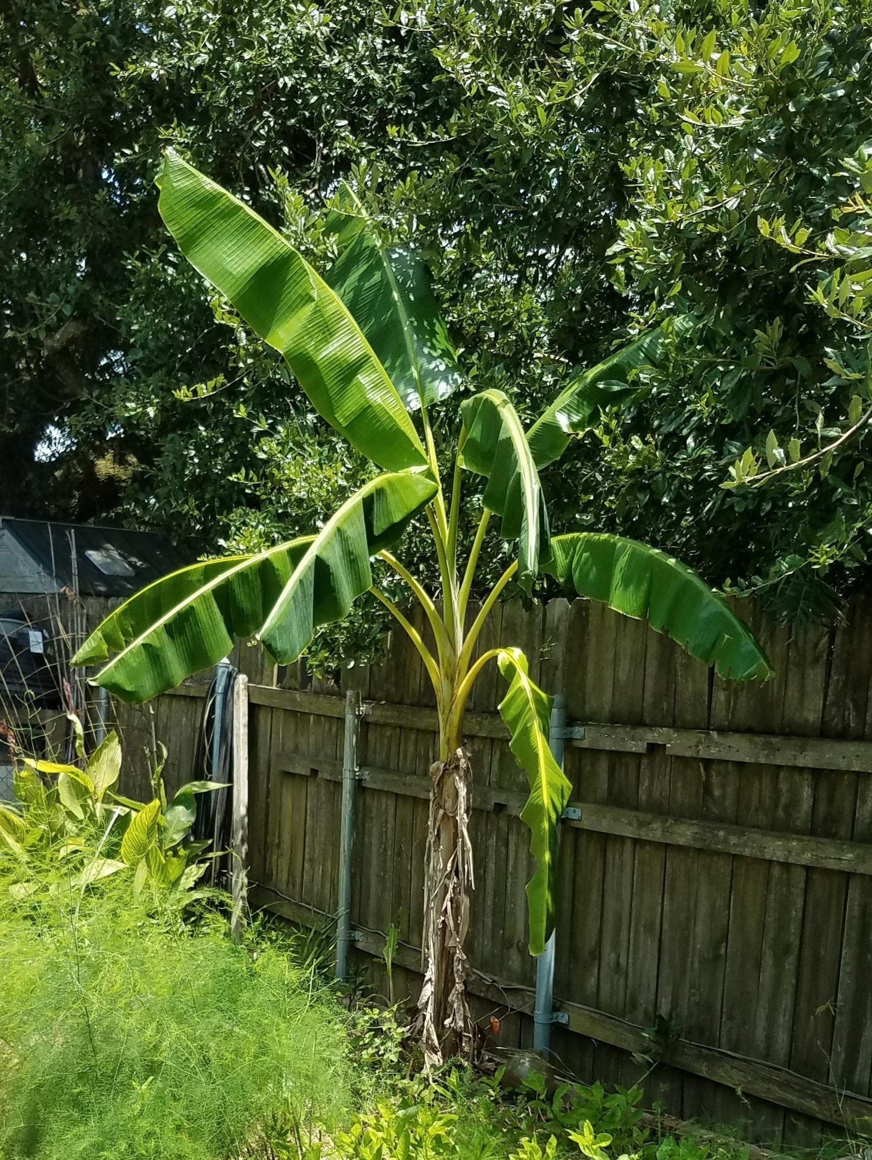 Banana Tree Rootball Musa Misi Luki Rare Live Plant Organic Best