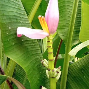Apple Banana Tree Louisiana Heirloom Sweet Hardy Dessert Variety Fruit is ripe sweet when yellow Zone 8-10 or 4-10 in container 12-30" tall*