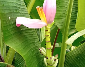 Apple Banana Tree Louisiana Heirloom Sweet Hardy Dessert Variety Fruit ripe when yellow Zone 8-10 or 4-10 in container. 4-12" tall pup