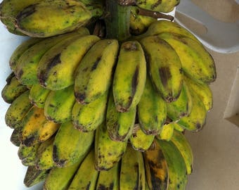 Plantation Plantain Saba Banana Tree rare heirloom fast shade gets 20+ ft tall live tree with or w/o leaves tree grows from live root ball*