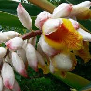 May include: A close-up of a white and pink ginger flower with a yellow and red center. The flower is surrounded by green leaves.