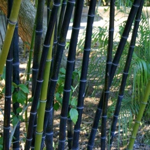 Black Bamboo Live plant 2-3 yr old plant 1848 canes Phyllostachys Nigra Hale var. Cold Hearty privacy screen free shipping image 1