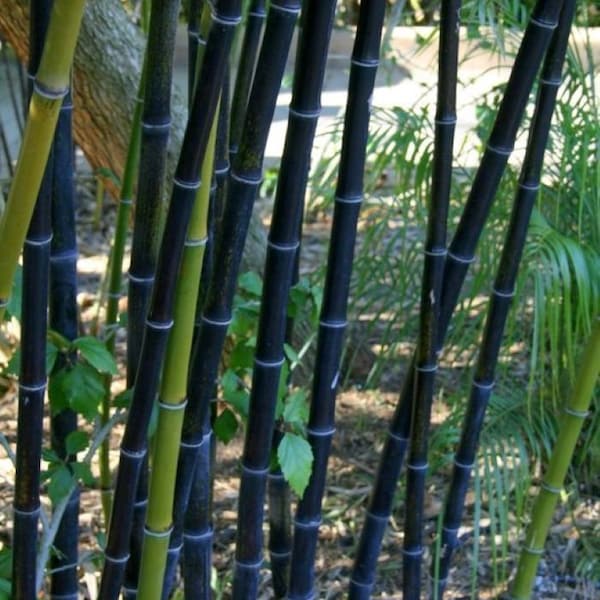 Black Bamboo Phyllostachys Nigra 1ft. Hale var. live plant rootball with  sprouted cane and leaves . Cold Hearty privacy