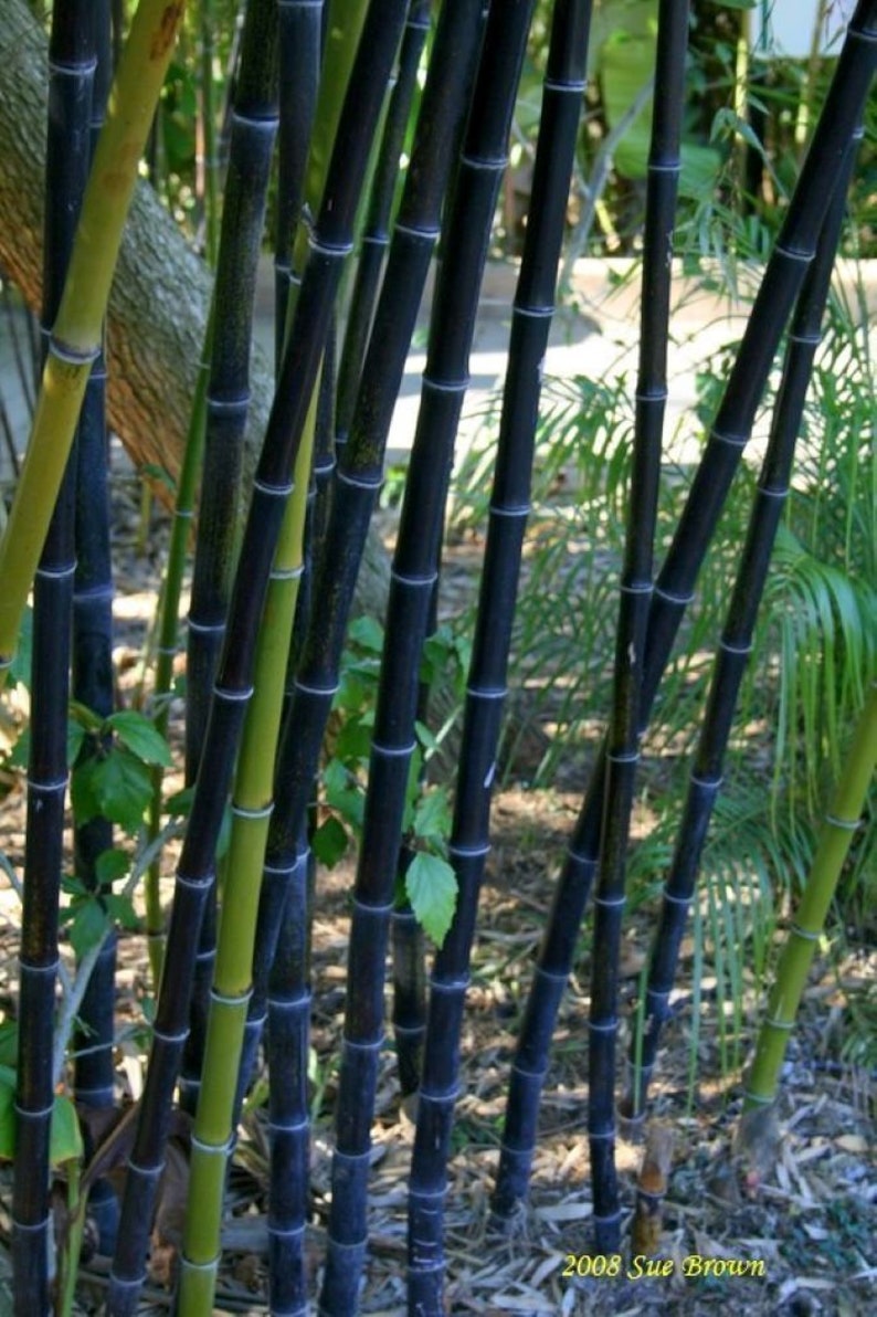 Black Bamboo Live plant 2-3 yr old plant 1848 canes Phyllostachys Nigra Hale var. Cold Hearty privacy screen free shipping image 1