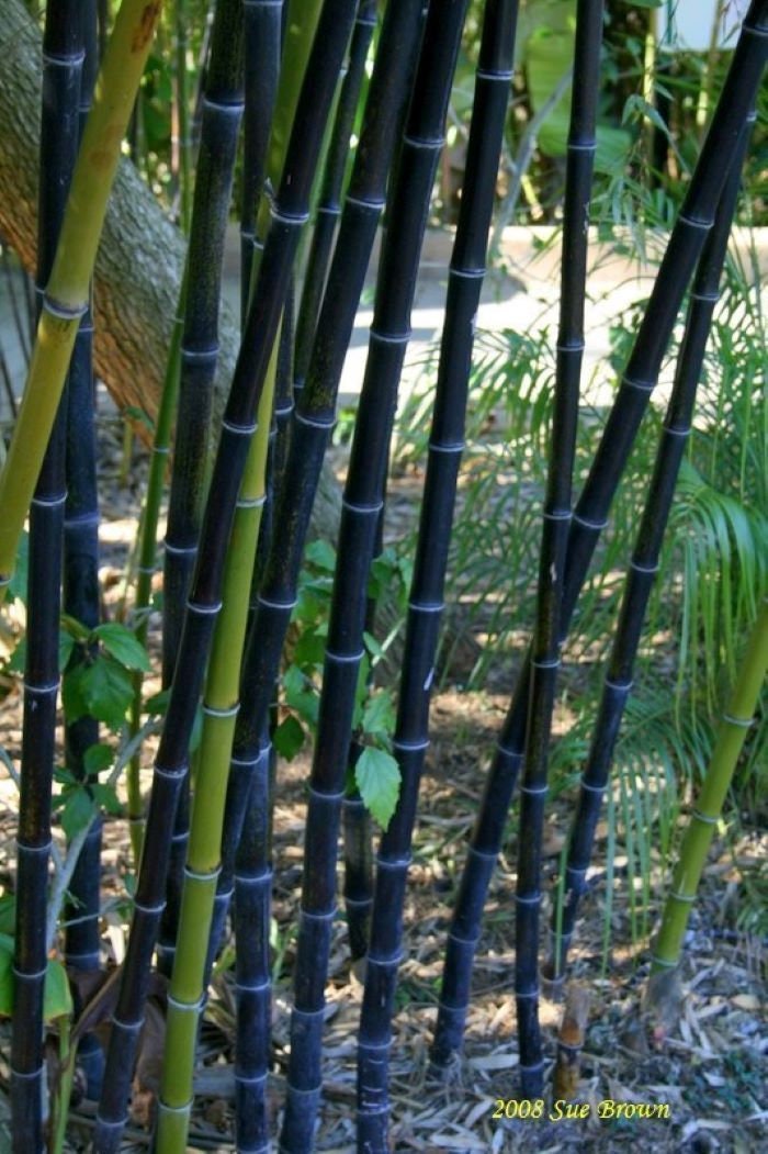 Bamboo Sticks , 9 Bamboo for Crafts, Wood for Crafts, Green Bamboo