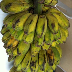 Plantation Banana XL Mother Tree Plantain Saba live organic Rootball Corm Plant with pup buds Organic Food Quick shade gets 20 ft tall