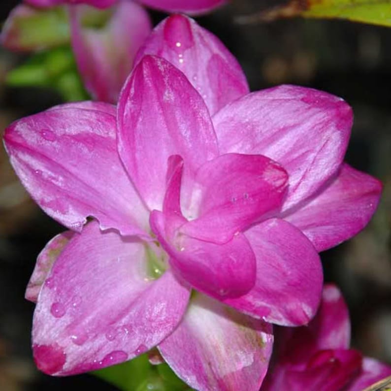 Curcuma Elata Hidden Lily Flower Striking Fuschia Ginger plant 1 live mature rhizome w/ roots image 2