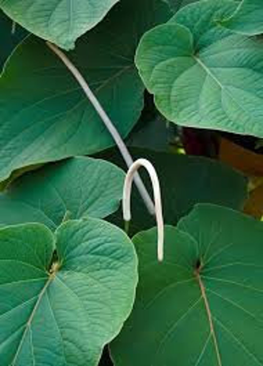 Hoja Santa Rootbeer Tree Organic Well Rooted Baby Plant Etsy