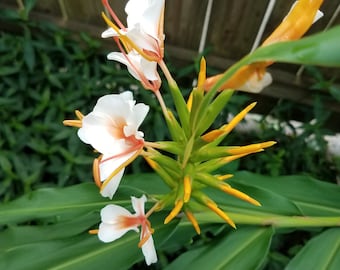 Butterfly Ginger Lily Hedychium Rare Ayo Hybrid Rhizome White Peach Pink Fragrant Showy Flowers Organic Zone 7b-10b or Colder in Containers