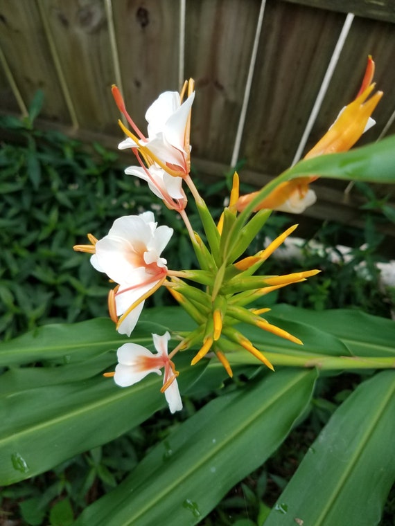 Butterfly Ginger Lily Hedychium Rare Ayo Hybrid Rhizome White Etsy Uk