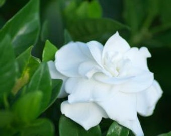 Gardenia Flor blanca fragante Reliquia Antigua Variedad alta Arbusto joven Zona 8-11 Subtropical Aroma celestial Muy raro