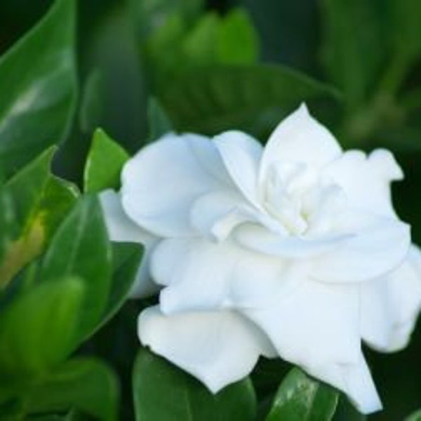 Gardenia White Fragrant Flower Heirloom Old Fashioned Tall Variety Bush sapling zone 8-11 sub-tropical Heavenly Scent Very Rare