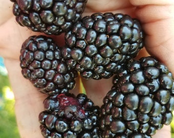 Boysenberry Rubus Live Rooted Organic Plant Mix Between Raspberry Blackberry Loganberry Extremely Vigorous fruit tree starter Zones: 6-9