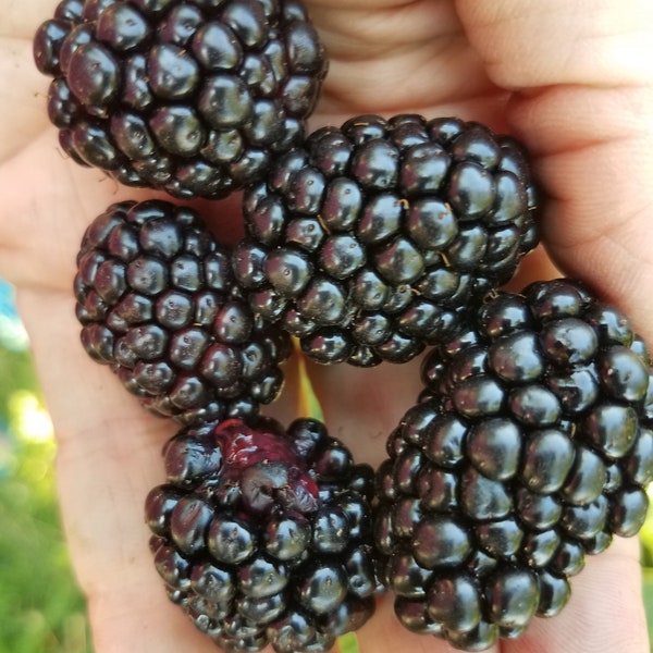 Boysenberry Plant Etsy