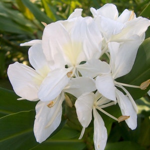 3 White Butterfly Ginger Very Fragrant Hedychium Live Plant Mature Rhizomes soil  water / pond Perennial  Love Flower attract Bees Moths