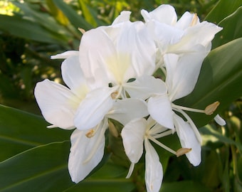 1 White Butterfly Ginger Very Fragrant Hedychium Live Plant Mature Rhizome soil / water / pond Perennial  Love Flower attract Bees Moths