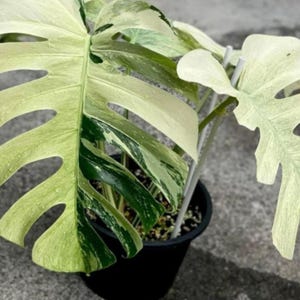 Peut inclure: Une plante Monstera panachée avec de grandes feuilles fendues. Les feuilles présentent un mélange de panachures vertes et blanc crème, avec des gouttelettes d'eau visibles. La plante est en pot dans un conteneur noir, sur une surface grise.