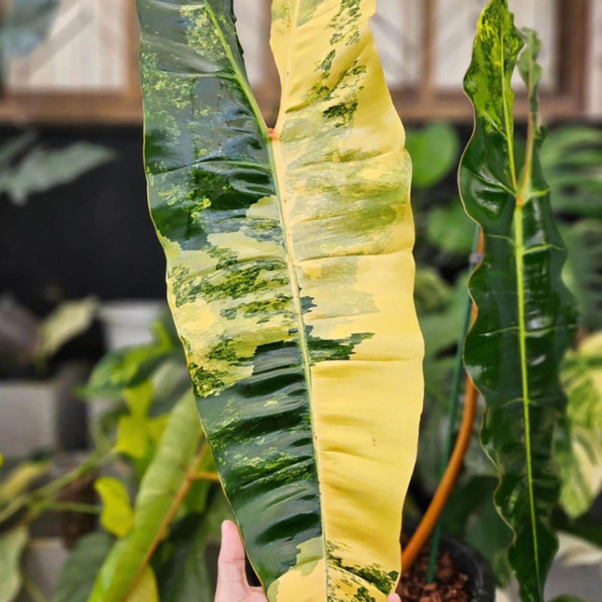 フィロデンドロンビレッティア斑入りPhilodendron Billietiae