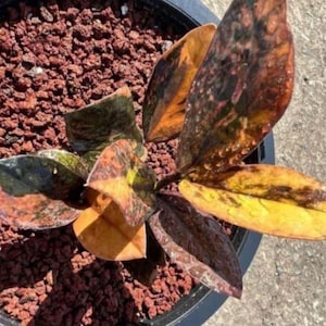 Peut inclure: Gros plan d'une plante aux grandes feuilles panachées vertes, jaunes, oranges et brunes. La plante est dans un pot noir avec des cailloux brun-rouge. Les feuilles ont une texture brillante.